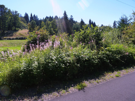 ...and wild flowers ...and wild flowers